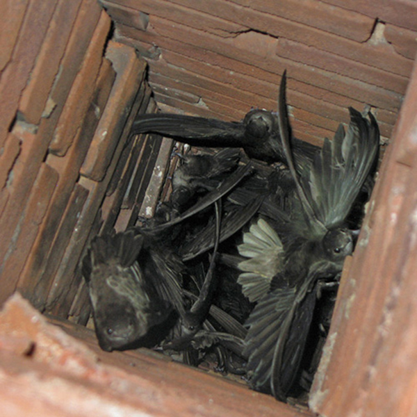 Animal Nests Obstructing Chimney Flue in Tysons Corner VA